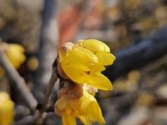 -泰山风景名胜区-普照寺