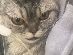 -芭比堂动物医院·犬猫全科·异宠专科(雁塔分院)
