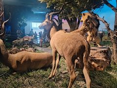 -国家自然博物馆