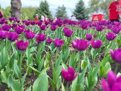 -长春公园(普阳街道)