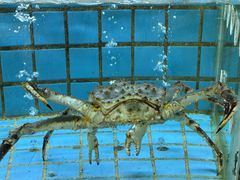 -鸿鑫海鲜楼(建联店)