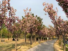 -象湖生态湿地公园