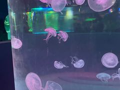-苏州海洋馆