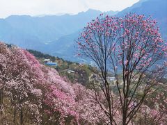 -九皇山景区