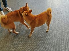 -柴源莊·柴小宠柴犬咖啡