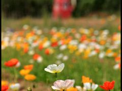 -北京东方普罗旺斯薰衣草庄园