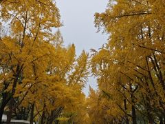 -三里屯东五街银杏大道