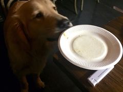 百好乐比萨-百好乐宠物友好餐厅(朝外大街店)