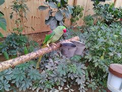 -南宫五洲植物乐园