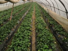 -胜丰草莓采摘园