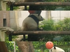 -成都动物园