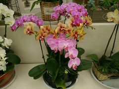 -兰陵国家农业公园