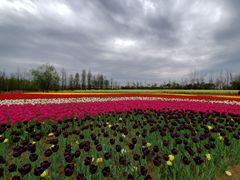 -杭州湾海上花田景区