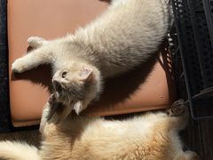-飞行喵MR PILOT|猫舍·猫咖(静安大融城店)
