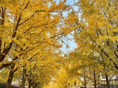 -三里屯东五街银杏大道