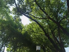 -树山生态村