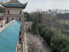 -武汉大学-樱园