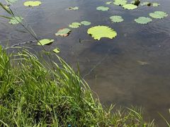 -长广溪湿地公园