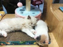 -屋虎猫馆(宝安大仟里店)