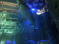 -悉尼海洋生物水族馆