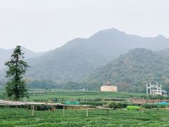 -龙坞茶村