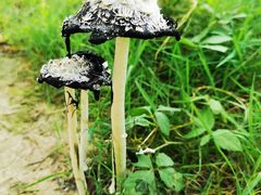 -前小桔亲子创意农场·草莓采摘·露营烧烤