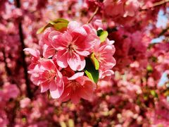 -海棠花溪(元大都城垣遗址公园)