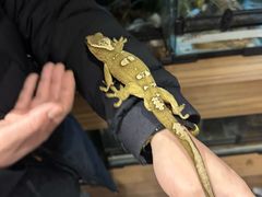 -酷以爬仙阁实体爬宠店·守宫·蜥蜴·专业繁育