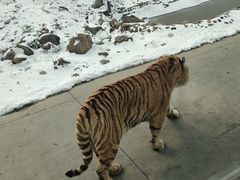 -西安秦岭野生动物园