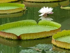 -国家植物园南园