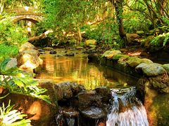 -深圳仙湖植物园