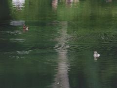 -桤木河湿地公园