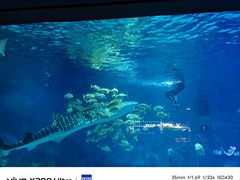 -烟台海昌鲸鲨海洋公园