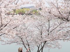 -羊山湖公园