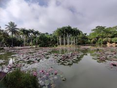 -中国科学院西双版纳热带植物园
