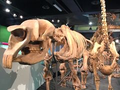 -墨尔本博物馆(Melbourne Museum)