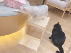 -滚猫咖啡·猫咖·猫友好撸猫(未来城店)