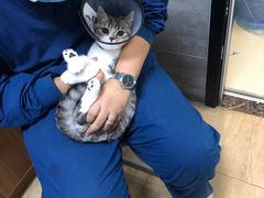 -美联众合宠物医院·爱萌分院·内外科·猫科中心