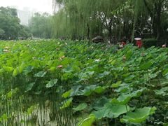 -莲湖公园