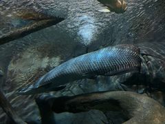 -上海海洋水族馆