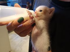 -八公叔叔宠物美容连锁(春申店)