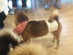 -南京Hallo宠物乐园·哈罗犬舍·柴犬繁育基地