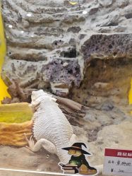 -神奇动物撸宠馆·羊驼·小浣熊·异宠(豫园店)