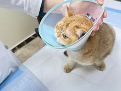 -美联众合动物医院·24h转诊中心