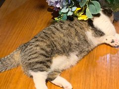 -IFIF 如果花園(宽厚里店)