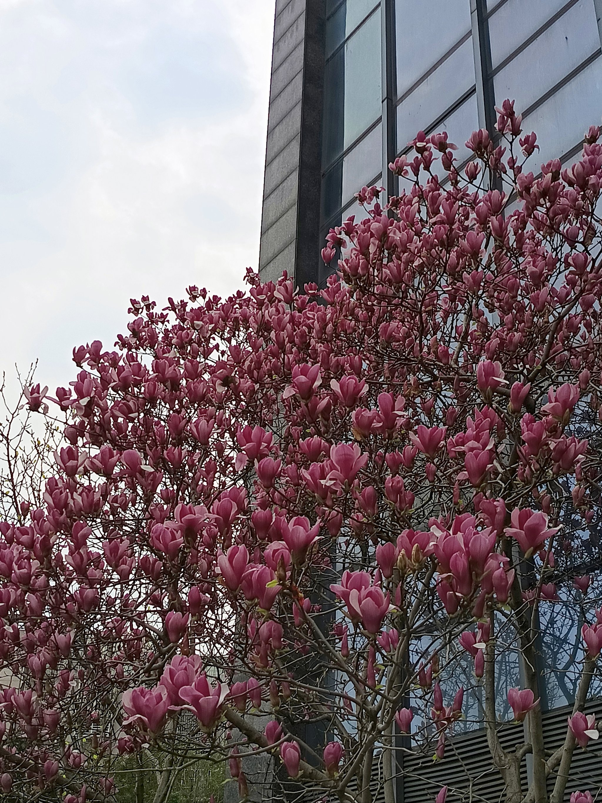 玉堂春树的种植图片