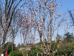 -铁山坪森林公园