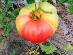 -万源龙顺度假庄园生态观光园