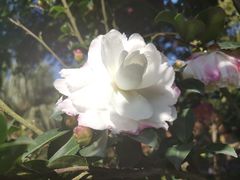 -金花茶公园