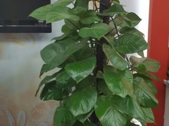 -LILY英语思维馆(玉泉路店)